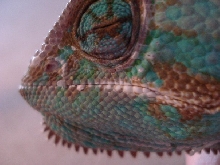 Conan Close Up