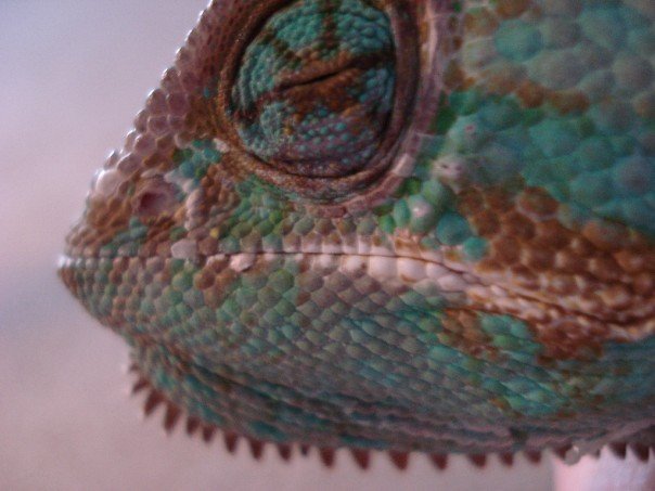 Conan Close Up