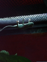 Baby Conan On Cage Roof