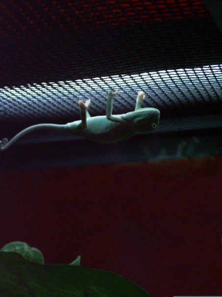 Baby Conan On Cage Roof