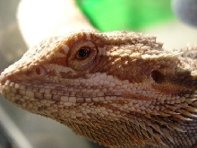 Kano Close Up