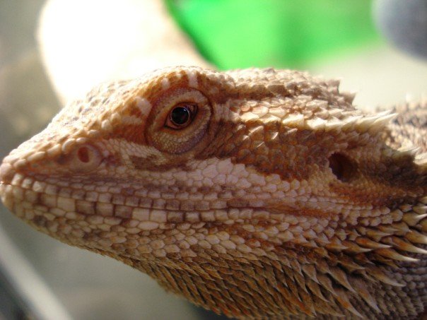 Kano Close Up
