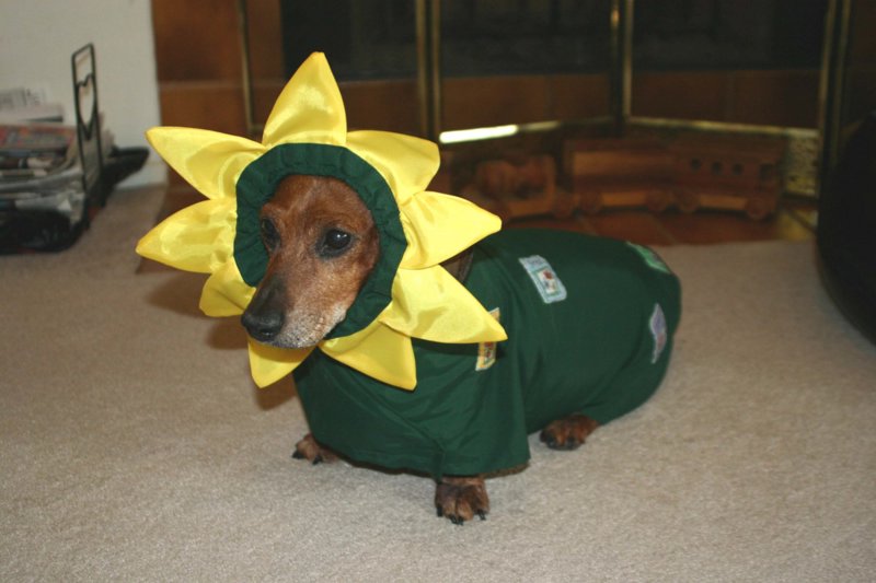 Angel as a sunflower