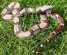 Lee Barries Guyana Bcc