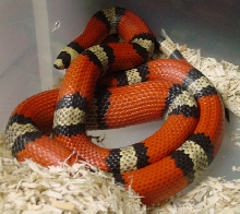Tri Color Hypo Hondo