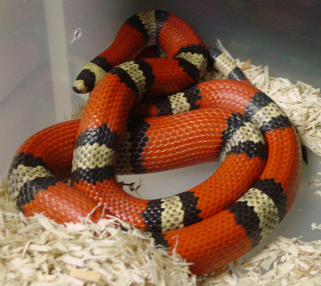 Tri Color Hypo Hondo