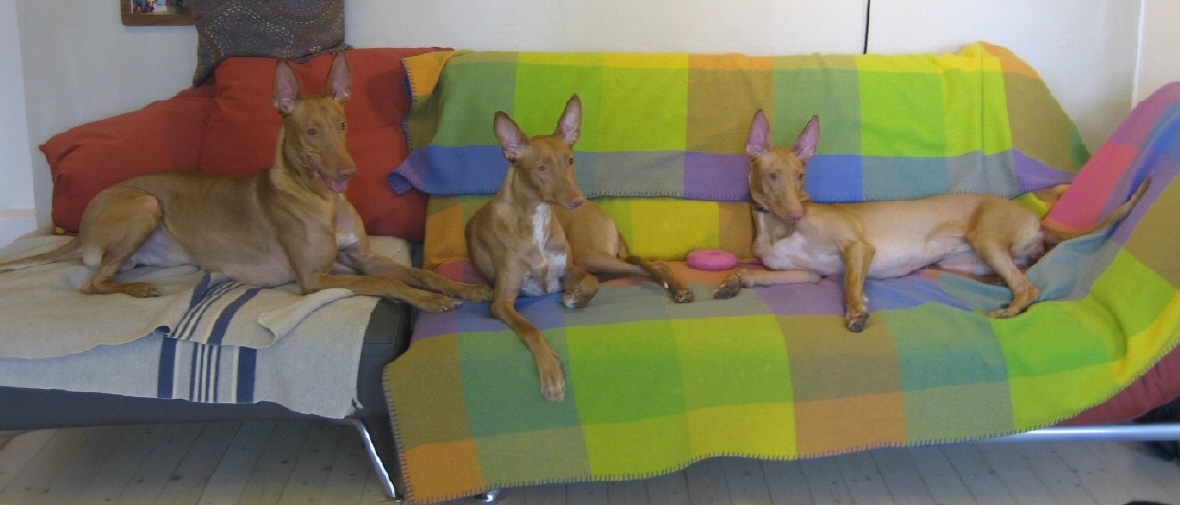 Luna & Tassu 2 years