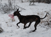 Diego playing