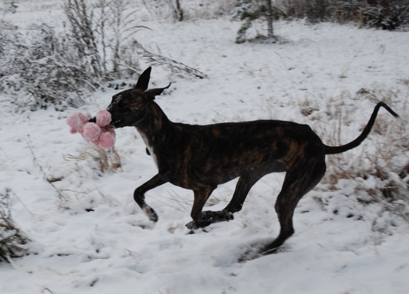 Diego playing