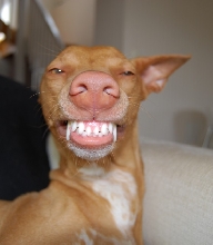 Lotus smiling