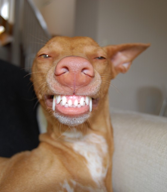 Lotus smiling