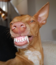 Lotus smiling