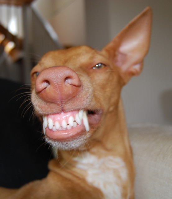 Lotus smiling