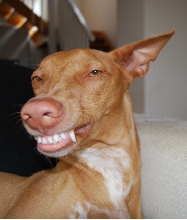 Lotus smiling
