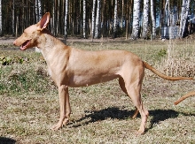 Luna 7 weeks pregnant