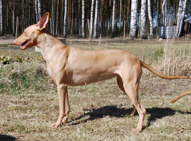 Luna 7 weeks pregnant