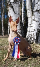 Luna Nordic Champion