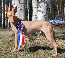 Luna Nordic Champion