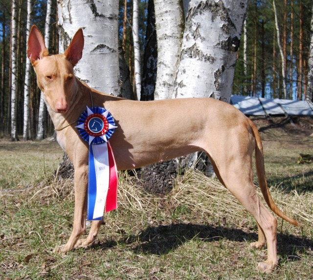 Luna Nordic Champion