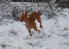 Luna playing