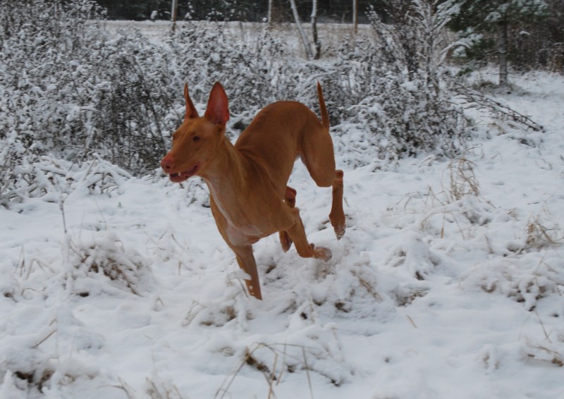 Luna playing