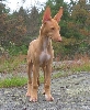 Luna 10 weeks old
