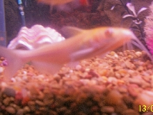 Albino Catfish