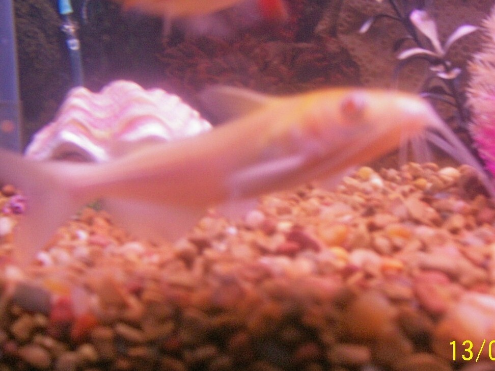 Albino Catfish