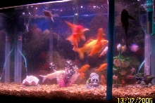 Aquarium