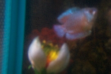 Gouarmi