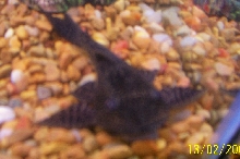 Pleco