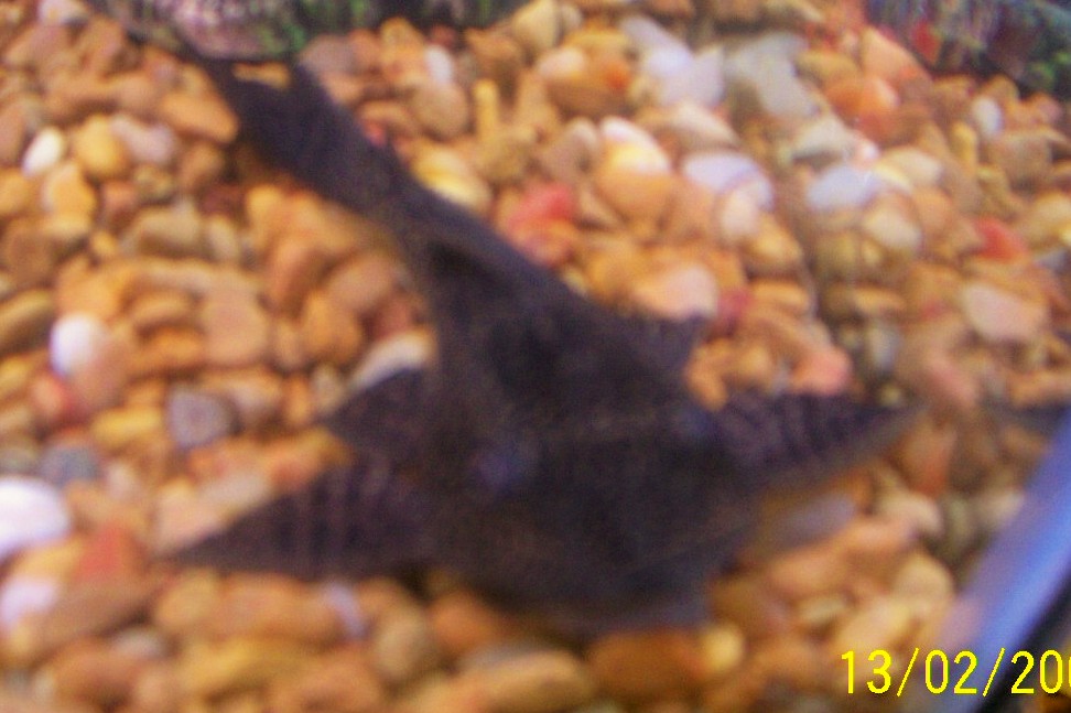 Pleco