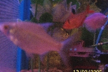 Tinfoil barb