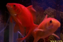 Gold Fish