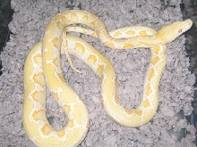 05 Amel Female