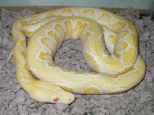 05 Female Amel pic 2