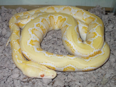 05 Female Amel pic 2