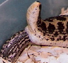 javelin being born pic2