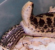 javelin being born pic2