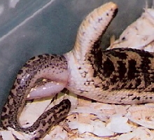 javelin being born pic3