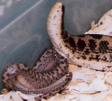javelin being born pic4