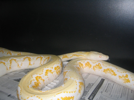Amel female pic 2