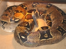 adult  female boa pic 2