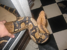 adult female boa pic 1