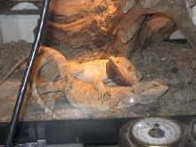 Breeding dragons