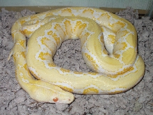 05 Female Amel pic 2