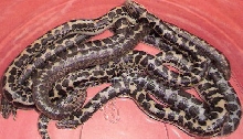 2010 anery and normal het anerys