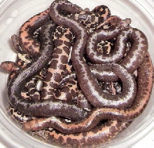 2010 stripe anery litter 2