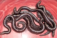 2010 stripe het anerys