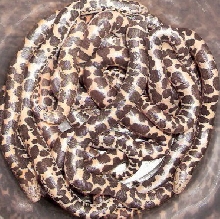 2010 tiger het albinos